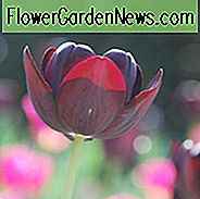 Tulipa Queen of Night, Tulip 'Queen Of Night', Single Late Tulip 'Queen Of Night', Enkelt Sen Tulipaner, Forårsløg, Forår Blomster, Tulipe Dronning af NAT, AGM Tulipaner, Sort Tulipaner, Pærekombination