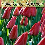 Tulipa 'Parade