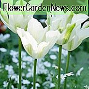 Tulipa 'Spring Green', Tulip 'Spring Green', Viridiflora Tulip 'Spring Green', Viridiflora tulipaner, forårsløg, forårsblober, hvide tulipaner, sene forårstulpaner, sæsonen tulipaner