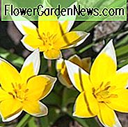 Tulip Tarda, Tulipa Dasystemon, Tulip Dasystemon Tarda, Botanisk Tulip, Tulip Arter, Midttår Tulip, Tidlig Forårstulpan, Bicolored Tulip, Specie Tulipaner, Rock Garden Tulipaner, Wild Tulipaner