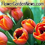 Tulipa 'Ad Rem', Tulip 'Ad Rem', Darwin Hybrid Tulip 'Ad Rem', Darwin Hybrid Tulipaner, Forårsløg, Forår Blomster, Tulipe Ad Rem, Darwin Tulip, Bicolor Tulip, Red Tulip, Tulipe Darwin