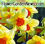 Narcissus Fortissimo, Påskelilje 'Fortissimo', Storkuppet Påskelilje 'Fortissimo', Storkuppet Påskeliljer, Forårsløg, Forårsblomster, Narcisse Fortissimo, Storkuppet Påskelilje, Narcisse Grande Couronne, Tidlig forår påskelilje, Midt forår påskelilje