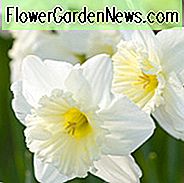 Narcissus Ice Follies, Påskelilje 'Ice Follies', Big Cupped Påskelilje 'Ice Follies', Stoppede Påskeliljer, Forårsløg, Forår Blomster, Narcisse Ice Follies, Storkuppet Påskelilje, Narcisse Grande Couronne, Tidlig forår påskelilje, Midt forår påskelilje