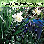 Narcissus Mount Hood, Påskelilje 'Mount Hood', Trompet Påskelilje 'Mount Hood', Trompet Påskelilje, Forårsløg, Forår Blomster, Narcisse Mount Hood, Trompet Narcissus, Midt Sæson Påskelilje, Mid Spring Påskelilje, Mid Spring Narcissus