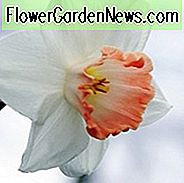 Narcissus Pink Charm, Påskelilje 'Pink Charm', Stor-Cupped Påskelilje 'Pink Charm', Stor-Cupped Påskeliljer, Forårsløg, Forår Blomster, Narcisse Pink Charm, Storcupped Påskelilje, Narcisse Grande Couronne, Tidlig forår påskelilje, Midt forår påskelilje