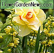 Narcissus Tahiti, Påskelilje Tahiti, Narcisse Tahiti, Dobbelt Påskelilje 'Tahiti', Dobbelt Narcissus 'Tahiti', Forårsløg, Forår Blomster, Dobbelt Narcissus, Midtsæson Påskelilje, Midt Forår Påskelilje, Midt Forår Narcissus, Gul Påskelilje