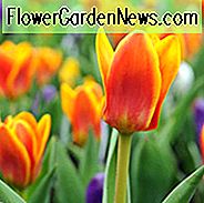 Tulipa Cape Cod, Tulip 'Cape Cod', Greigii Tulip 'Cape Cod', Greigii Tulipaner, Forårsløg, Forår Blomster, Tulipe Cape Cod, Greigii Tulipaner, Orange Tulipaner, Tulipes Greigii