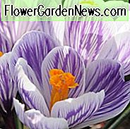 Crocus 'Pickwick', Crocus vernus Pickwick, hollandsk krokus Pickwick, Giant Dutch Crocus Pickwick, forårsløg, forårsblus