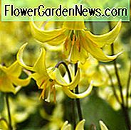 Erythronium 'Pagoda', Hundesand Violet 'Pagoda', Ørred Lily, Glacier Lily, Erythronium Tuolumnense 'Pagoda', Gule blomster, Stauder til skygge