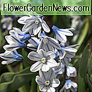 Striped Squill, Libanon Squill, Puschkinia Libanotica, Puschkinia Scilloides, Løg, der naturaliserer, tidlige blomstrende løg
