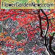 Enkianthus Perulatus 'J.L. Pennock ', White Enkianthus, Enkianthus' J.L. Pennock ', White Enkianthus' J.L. Pennock ', busk, efterår farve