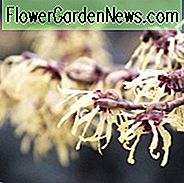Hamamelis x Intermedia 'Pallida', Witch Hazel 'Pallida', Chinese Witch Hazel 'Pallida', Hamamelis Mollis 'Pallida'