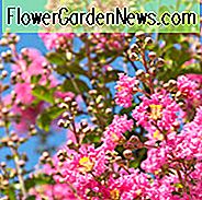 Lagerstroemia Indica 'Whit III' Pink Velour, Crape Myrtle 'Whit III' Pink Velour, busk, Pink Flowers, Pink Crape Myrtle