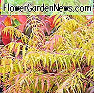 Rhus Typhina 'Tiger Eyes', Cut-Leaf Staghorn Sumac, Stags Horn Sumach 'Tiger Eyes', Sumach 'Tiger Eyes' ('Bailtiger'), Rhus Typhina 'Bailtiger'