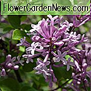Syringa Meyeri 'Palibin', Lilac 'Palibin', Meyer Lilac 'Palibin', Dværg Koreansk Lilac, Pink Lilac, Lilla Lilla