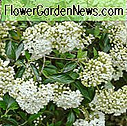 Viburnum 'Eskimo', Eskimo Viburnum, Evergreen busk, duftende busk, busk med faldfarve