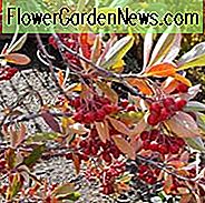 Aronia Arbutifolia Brilliantissima, Rød Chokeberry, Rød Chokeberry 'Brilliantissima', 'Brilliantissima' Chokeberry, Photinia pyriflolia