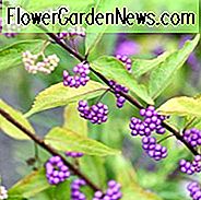 Callicarpa Dichotoma, Lilla Beautyberry, busk, lilla bær, Mid-Atlantic Shrub
