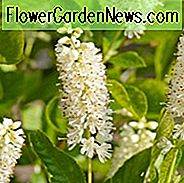 Clethra Alnifolia 'Hummingbird', Sød Peber Bush 'Hummingbird', Sweet Pepperbush 'Hummingbird', Sommer Sød 'Hummingbird', Summersweet 'Hummingbird'