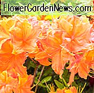 Rhododendron-Calendulaceum, Flammen-Azalee, Azalee-Calendulacea, Azalea-lutea, Spät-Mittelzeitzazalee, Spätjahresazalee, Laubazaleen, gelbe Azalee, gelber Rhododendron, gelber blühender Strauch