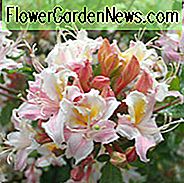 Rhododendron Occidentale, westliche Azalee, Geißblatt Azalee, pazifische Azalee, Azalea occidentalis, wohlriechende Azalee, duftender Rhododendron, späte Mittelzeitzazalee, Spätjahresazalee, rosa Azalee, rosa Rhododendron, rosa blühender Strauch