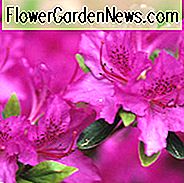Rhododendron 'Karens', Rhododendron 'April Rose', 'Karens' Rhododendron, Rhododendron 'Karen', 'Karen' Rhododendron, 'Karen' Azalee, frühe Mittelzeis Azalee, immergrüne Azalee, lila Azalee, lila Rhododendron, lila blühenden Strauch, immergrünen Rhododendron, Lila Azalee, lila Rhododendron, lila blühenden Strauch