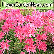 Rhododendron 'Rosige Lichter', 'Rosige Lichter' Rhododendron, 'Rosige Lichter' Azalee, Späte Mittelzeitzazalee, sommergrüne Azalee, rosa Azalee, rosa Rhododendron, rosa blühender Strauch