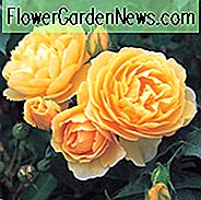 Rose Graham Thomas, Rosa 'Graham Thomas', Englische Rose 'Graham Thomas', David Austin Rosen, Englische Rosen, Gelbe Rosen, Strauchrosen, Rosensträucher, Gartenrosen, sehr duftende Rosen, Lieblingsrosen