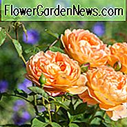 Rose 'Lady of Shalott', Rosa 'Lady of Shalott', englische Rose 'Lady of Shalott', David Austin Rose, englische Rosen, Strauchrosen, gelbe Rosen
