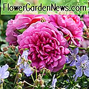 Rose 'Prinzessin Anne', Rosa 'Prinzessin Anne', englische Rose 'Prinzessin Anne', David Austin Rosen, englische Rosen, Strauchrosen, rosa Rosen, Rosenbüsche, Gartenrosen