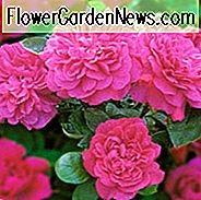 Rose Sophys Rose, Rosa Sophys Rose, Englische Rose Sophys Rose, David Austin Rosen, Englische Rosen, Rosensträucher, Rote Rosen, Kletterrosen, Strauchrosen, duftende Rosen, Gartenrosen