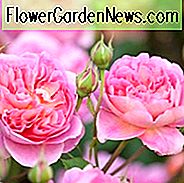 Rose Boscobel, Rosa Boscobel, Englische Rose Boscobel, David Austin Rosen, Englische Rosen, Rosenbüsche, Orange Rosen, Kletterrosen, Strauchrosen, sehr duftende Rosen, Gartenrosen