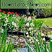 Leucojum Aestivum, Sommerschneeflocken, Leucojum, 'Gravetye Riese', Frühlings-Birnen, mittlere Frühlings-Blüte, später Frühlings-Blüte