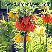 Fritillaria Imperialis Rubra Maxima, Krone Imperial, Mitte Frühlingsblüte, Fritillaria Rubra Maxima, späte Frühlingsblüte, orange Krone imperial