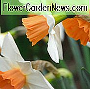 Narzissen 'Romance', Narzisse 'Romance', Narzisse mit großer Schale 'Romance', Nelken mit großer Schale, Frühlingszwiebeln, Frühlingsblumen, Narcisse Romance, Narzisse mit großer Schale, Narcisse grande couronne, Narzisse mit mittlerem Frühling