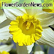 Narzisse 'Topolino', Narzisse 'Topolino', Trompete Narzisse 'Topolino', Trompete Narzisse, Frühlingszwiebeln, Frühlingsblumen, Narcisse Topolino, Trompetennarzisse, Narzisse der mittleren Jahreszeit, Narzisse des mittleren Frühlings, Narzisse des mittleren Frühlinges
