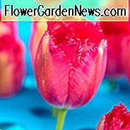 Tulpe Burgund Spitze, Tulpe 'Burgund Spitze', Fransen Tulpe 'Burgund Spitze', Fransen Tulpen, Frühlingszwiebeln, Frühlingsblumen, Tulipe Burgund Spitze, Rosa Tulpen, Tulpen Dentelle