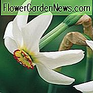 Narcissus Poeticus var. Recurvus, Altes Fasansauge, Fasanauge Narzisse, Dichter Narzisse, Narzisse Recurvus, Dichter Narzisse, Frühlingszwiebeln, Frühlingsblumen, Spätfrühling, duftende Narzisse