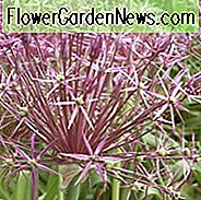 Allium Cristophii, Allium Christophii, Stern von Persien, Allium Albopilosum, Zierzwiebel, Frühlingszwiebeln, Frühlingsblumen, Purple Onions, Späte Frühlingsblüte, Frühsommerblüte,