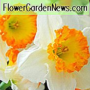 Narzissen Akzent, Narzisse 'Accent', Groß-Narzisse 'Accent', Nabel mit großen Schalen, Frühlingszwiebeln, Frühlingsblumen, Narcisse Akzent, Narzisse Große Narzisse, Narcisse Grande Couronne, Vorfrühling Narzisse, Mitte Frühling Narzisse