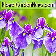 Iris Ensata, Japanische Iris, Japanische Flagge, Japanische Iris beste Sorten, Japanische Wasser Iris, Iris kaempferi, Schwertblättrige Iris