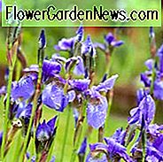 Sibirische Iris wächst Informationen, Iris Siberica wächst Informationen, Sibirische Iris beste Sorten, Iris Siberica beste Sorten, Sibirische Flagge wächst Informationen