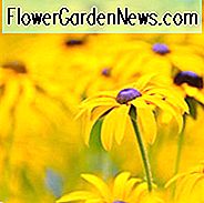 Rudbeckia Fulgida Informationen, orange Sonnenhut Informationen, Spätsommer Staude, goldene Blumen, gelbe Staude, Rudbeckia Goldsturm, Rudbeckia Fulgida Viettes kleine Suzy