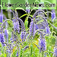 Veronica Longifolia, Ehrenpreis, Garten-Ehrenpreis, Langblättriger Ehrenpreis, Langer Blatt-Ehrenpreis, Lange Blattveronika