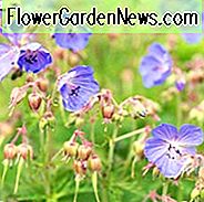 Hardy Geranie, hardy Geranien, Best Hardy Geranien, Great Hardy Geranien, Cranesbill, Best cranesbills