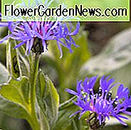 Centaura Montana, Berg Kornblume, mehrjährige Kornblume, Berg Bluets, Flockenblume, Berg Flockenblume, Bachelor Knopf, große blaue Flasche, blaue Blüten