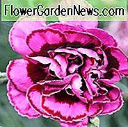 Dianthus Plumarius 'Laced Monach', Modern Pink 'Laced Monarch', Pink 'Laced Monarch', Laced Pink 'Laced Monarch', Cottage Pink 'Laced Monach', Pink Garden Pink, mehrjährige Sweet William, mehrjährige Dianthus
