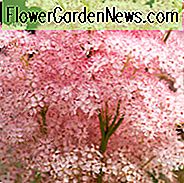 Filipendula Rubra 'Venusta', Königin der Prärie 'Venusta', Mädesüß 'Venusta', Filipendula Magnifica, Filipendula Rubra 'Magnifica' Filipendula Rubra 'Venusta Magnifica', Spiraea Venusta 'Magnifica', rosa Blüten