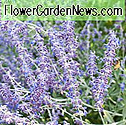 Perovskia Atriplicifolia, Russischer Salbei, volle Sonne mehrjährig, Bestleistungsperennial, Perovskia-Blau-Helm, Perovskia-kleiner Helm, Russischer Salbei-Blau-Helm, Russischer Salbei-kleiner Helm
