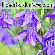 Aquilegia, Aquilegia Vulgaris, Aquilegia Canadensis, Aquilegia Chrysantha, Aquilegia Nora Barlow, Aquilegia McKanna Riese, Aquilegia Hybrid, Akelei, Oma-Haube